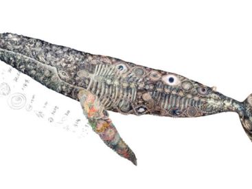 Carte blanche à Maki Ohkojima à l'Aquarium de Paris