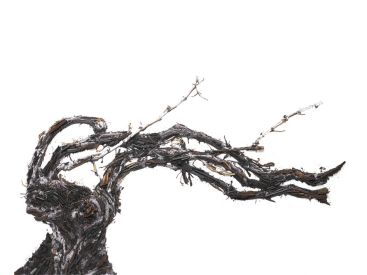 Shared Roots, l'exposition de Vik Muniz au Palais Brongniart