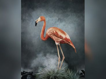 Australia Now 2021 : Phœnix, Rise from the Ashes, l'exposition de Vee Speers à la galerie XII