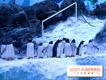 Les Manchots de l'Aquarium Sea Life