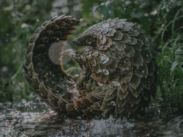 Pangolin : un bébé sauvé du trafic au cœur d’un documentaire Netflix