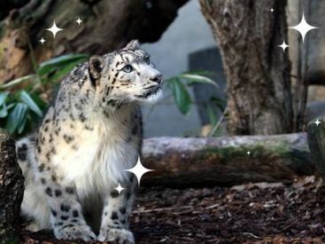 Les vacances de Noël 2017 à la Ménagerie du Jardin des Plantes