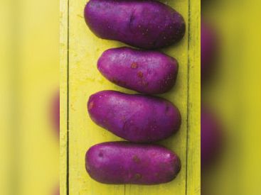 Patate ! L'expo à la Cité des Sciences et de l'Industrie
