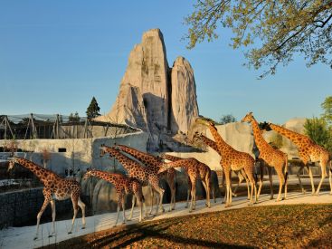 Nocturnes au Parc Zoologique de Paris cet été 2018