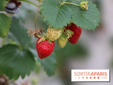 Les cueillettes de fruits, légumes et fleurs autour de Paris
