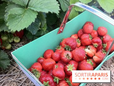 Les cueillettes de fruits, légumes et fleurs autour de Paris