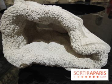 Un monde de plis à la chapelle Expiatoire