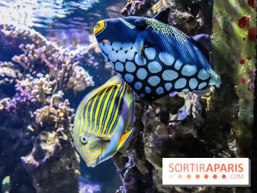 L'Aquarium de la Porte Dorée se renouvelle