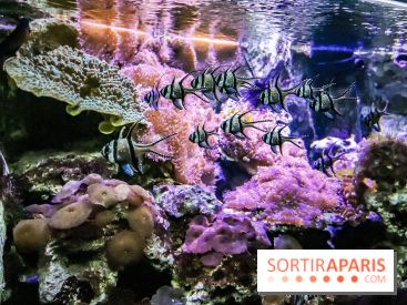 L'Aquarium de la Porte Dorée se renouvelle