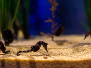Un hôtel des hippocampes à visiter en famille à l'aquarium Sea Life pendant les vacances de février