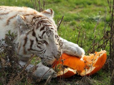 Halloween 2018 au Parc des Félins 