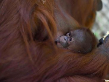 Naissance d’un orang-outan à la Ménagerie du Jardin des Plantes