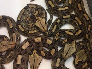 Naissance de 30 serpenteaux au Palais de la découverte