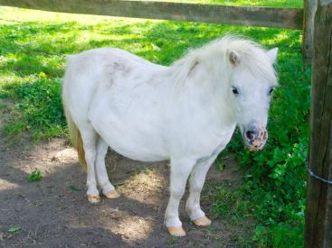 Un Poney Club gratuit au Carré Sénart
