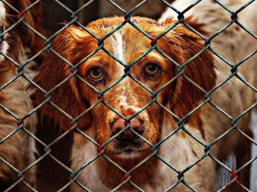 Coronavirus : Déplacements autorisés pour l’adoption d’animaux en refuge