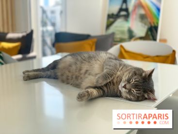 Coronavirus : Les animaux domestiques ne peuvent pas transmettre le virus, d'après l'Anses