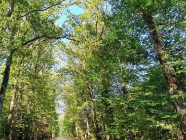 Premier édition du Festival des Forêts d’Île-de-France 2020