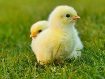 Le broyage des poussins mâles désormais interdit en France