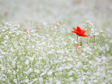 Rendez-vous aux Jardins 2019 dans les jardins des Hauts-de-Jouy
