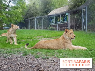 Zoo de Thoiry 2018 : les photos