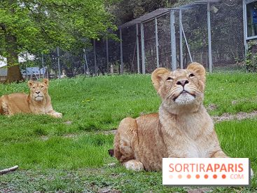 Zoo de Thoiry 2018 : les photos