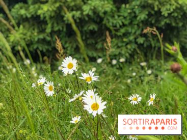 L'Arboretum de Versailles - Chevreloup