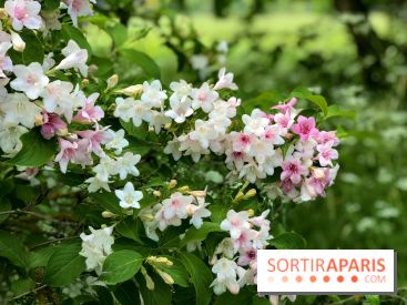 L'Arboretum de Versailles - Chevreloup