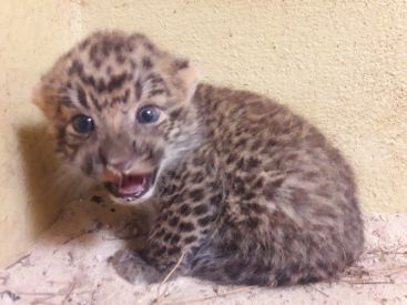 Des bébés panthères de Chine au Zoosafari de Thoiry