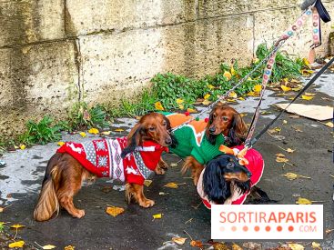 Paris Sausage Walk 2023 : la marche des teckels de retour dans la capitale, pour la bonne cause !
