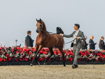 Championnat du monde du cheval arabe 2026 : les plus beaux chevaux du monde au Grand Palais à Paris