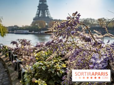 Visuel Paris glycine Tour Eiffel Seine