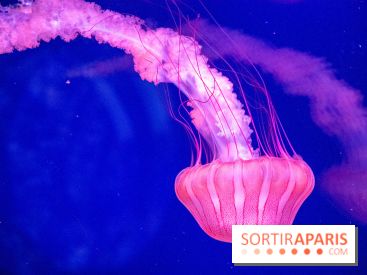 L'Aquarium de Paris ouvre son Médusarium