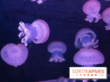 L'Aquarium de Paris ouvre son Médusarium