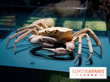 Océan, l'exposition à la Grande Galerie de l'Evolution