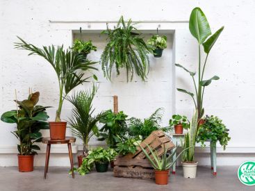 Plantes pour tous : une vente en ligne pour verdir la maison