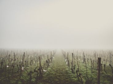 Gel des vignes : une baisse de 30% de la production de vin à craindre cette année