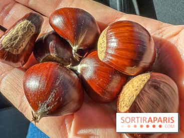 Fruit d'automne : marron ou châtaigne, comment reconnaître les fruits comestibles en forêt