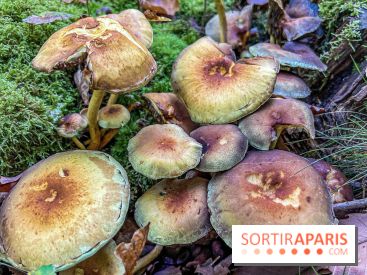 Cueillette des champignons : comment être sûr que notre récolte est comestible ?