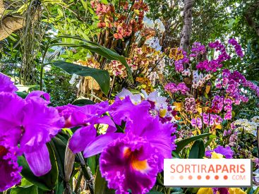 Exposition Mille et une Orchidées 2020 au Jardin des Plantes - les photos