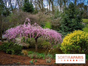 Cerisiers en fleurs à paris et aux alentours - Parc Montsouris
