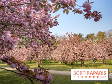 Le Parc de Sceaux et ses cerisiers en fleurs