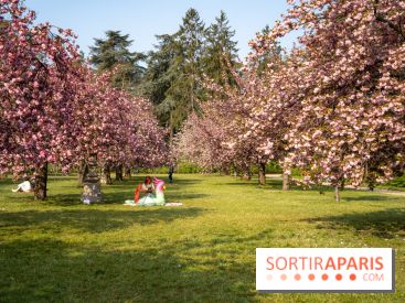 Le Parc de Sceaux et ses cerisiers en fleurs