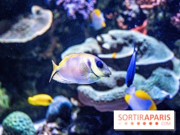 L'Aquarium Tropical de la Porte Dorée