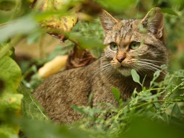 Biodiversité : quel est ce félin sauvage de retour dans les forêts d'Île-de-France ?