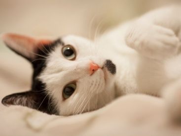Le festival des chats débarque au Grand Rex de Paris