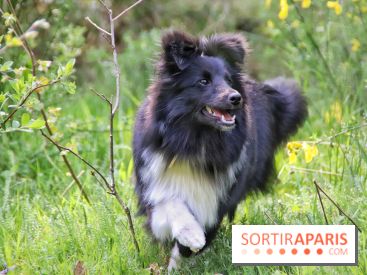 Deux boutiques éphémères Royal Canin dédiées aux chiens et aux chats ont ouvert à Paris