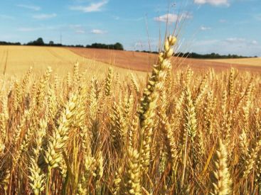 Guerre en Ukraine : quelles sont les conséquences possibles pour les Français ?