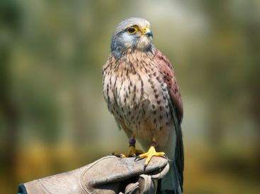 Paris-Saint-Germain : la pelouse du Parc des Princes protégée par des faucons