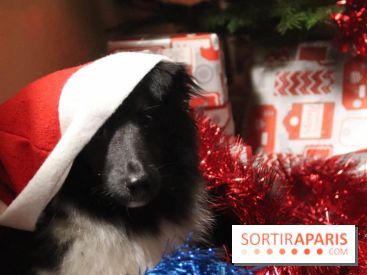 Christmas Show, la soirée caritative pour les refuges canins au Théâtre du Gymnase Marie Bell 