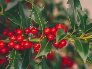 Histoire et traditions : pourquoi s'embrasse-t-on sous le gui pour le Nouvel An ?